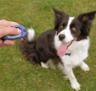 Aprendizaje rápido y sin castigos